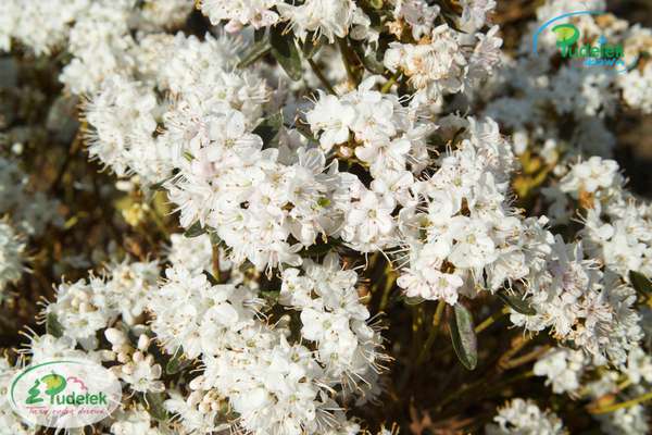 Rhododendron Billy Novinka